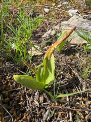 Ophioglossum engelmannii