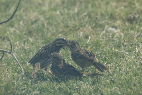 Song Sparrow photographed in North Carolina