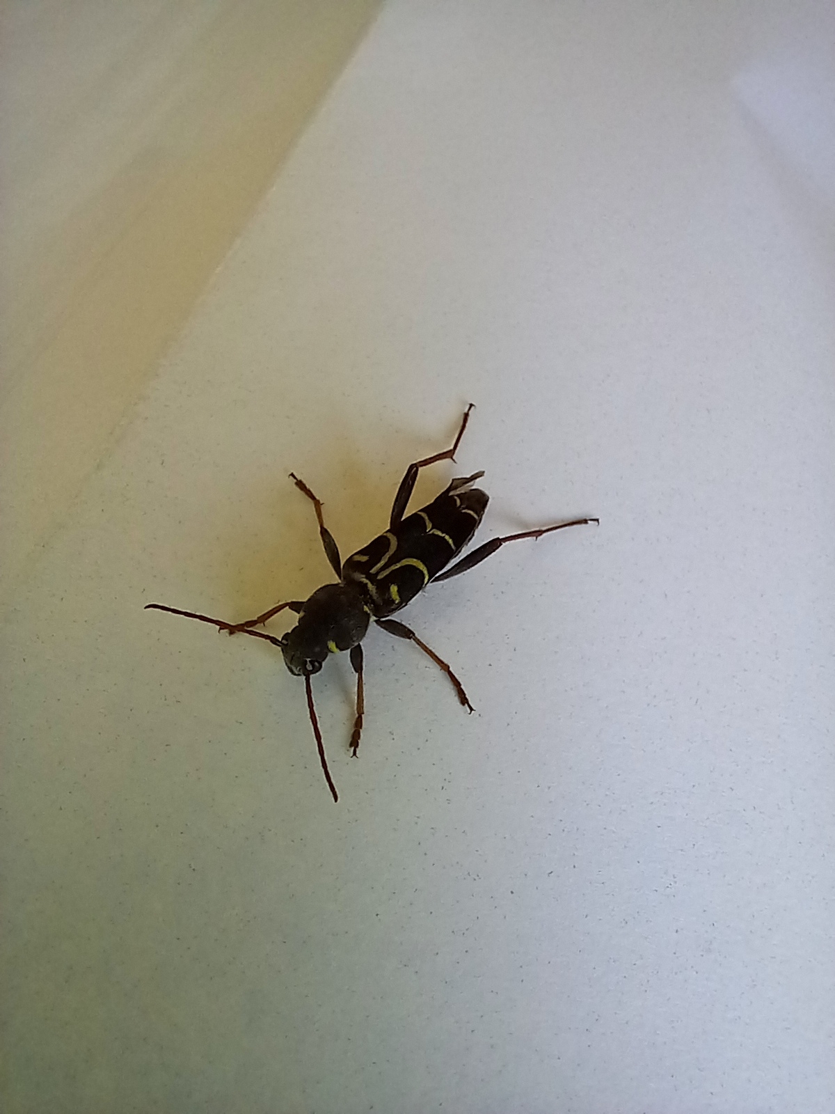Xylotrechus antilope