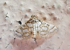 Pseudopyrausta santatalis