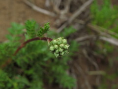 Acaena trifida, photograph (c) Nicolás Lavandero, some rights reserved (CC BY)