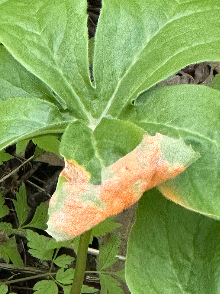 Mayapple Rust Mayapple Rust from Point Pelee Dr, Leamington, ON, CA on May 2, 2026 at ...