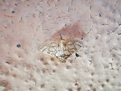 Pseudopyrausta santatalis