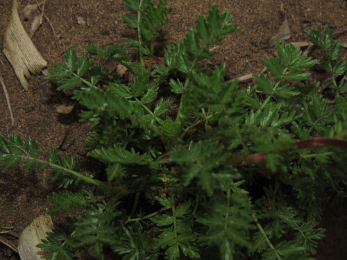 Acaena trifida, photograph 6
