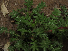 Acaena trifida, photograph (c) Nicolás Lavandero, some rights reserved (CC BY)