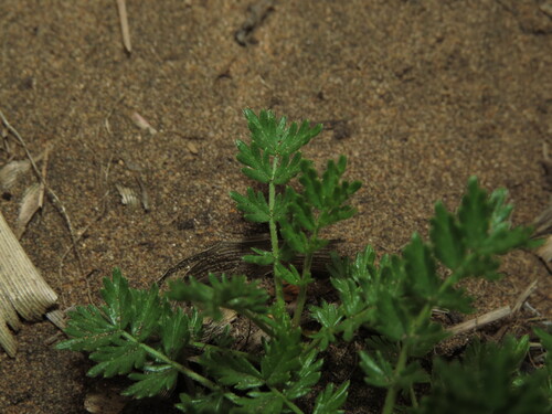 Acaena trifida, photograph 5