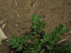 Acaena trifida, photograph (c) Nicolás Lavandero, some rights reserved (CC BY)