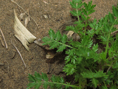 Acaena trifida, photograph 3