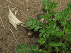 Acaena trifida, photograph (c) Nicolás Lavandero, some rights reserved (CC BY)
