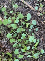 Claytonia rubra