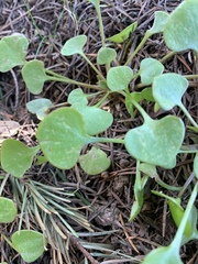 Claytonia rubra
