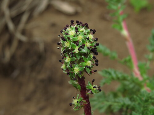 Acaena trifida