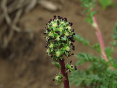 Acaena trifida