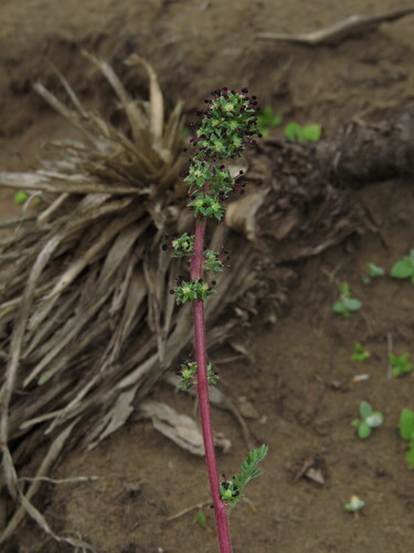 Acaena trifida, photograph 2