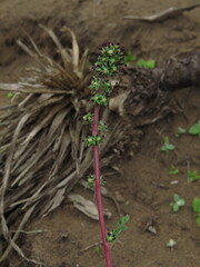 Acaena trifida, photograph (c) Nicolás Lavandero, some rights reserved (CC BY)