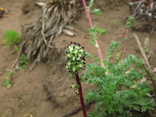 Acaena trifida, photograph 1