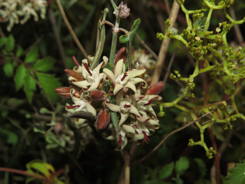 Tweedia birostrata; photograph (c) Nicolás Lavandero, some rights reserved (CC BY)