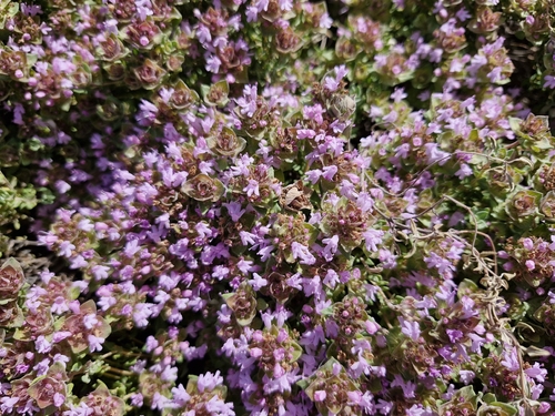 Thymus camphoratus, photograph 5