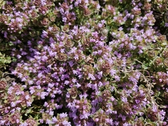 (c) ahabo, some rights reserved (CC BY) Thymus camphoratus, photograph (c) ahabo, some rights reserved (CC BY)