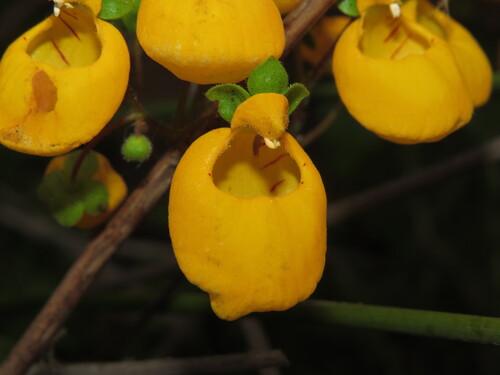 Calceolaria corymbosa, photograph 2
