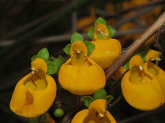 Calceolaria corymbosa