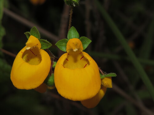 Calceolaria corymbosa, photograph 3