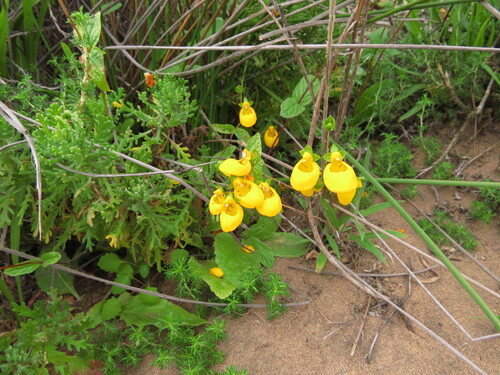 Calceolaria corymbosa, photograph 4