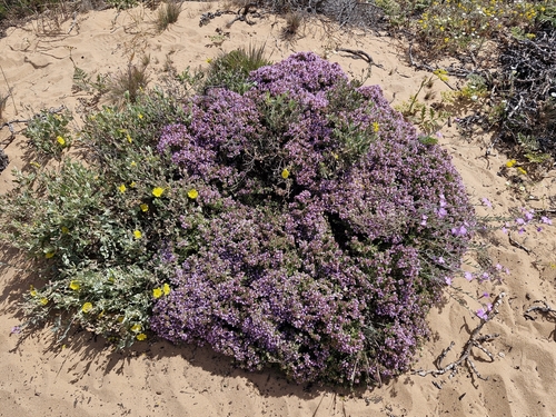 Thymus camphoratus, photograph 6