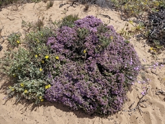 Thymus camphoratus, photograph (c) ahabo, some rights reserved (CC BY)