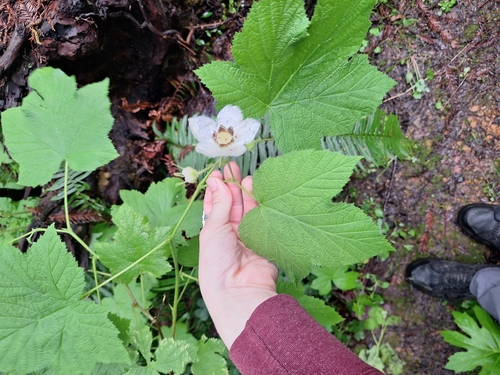thimbleberry