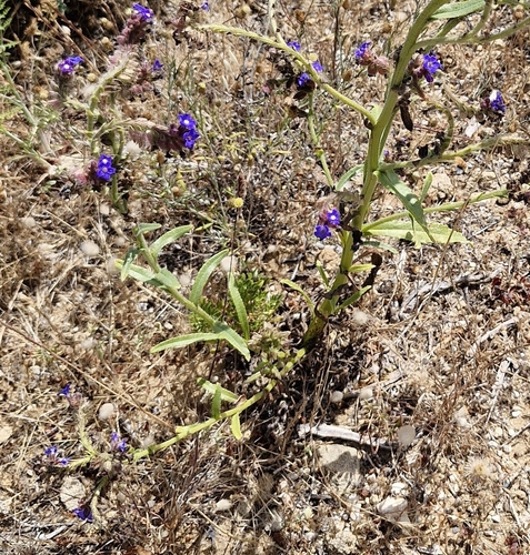 Anchusa calcarea, photograph 4