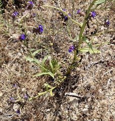 Anchusa calcarea, photograph (c) ahabo, some rights reserved (CC BY)