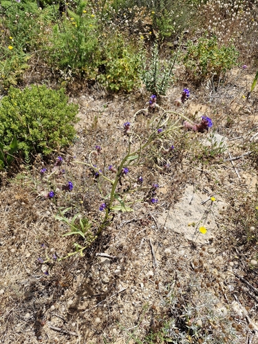 Anchusa calcarea, photograph 5
