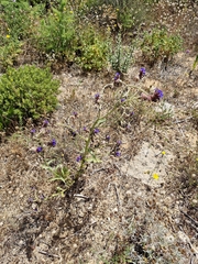 Anchusa calcarea, photograph (c) ahabo, some rights reserved (CC BY)