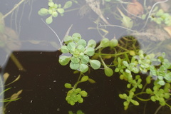 Callitriche heterophylla