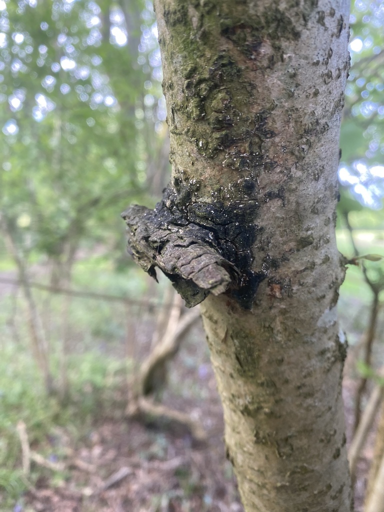 Hydnoporia corrugata · May 2026 · photo: © amanofcultures (iNaturalist, cc-by)
