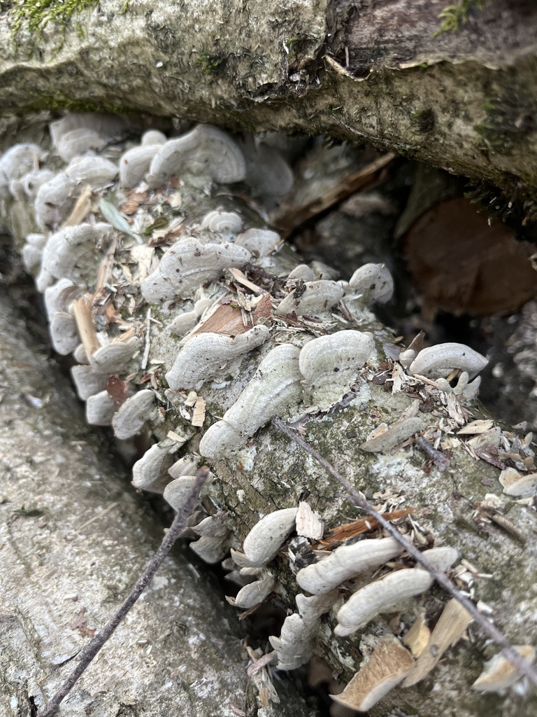 Trichaptum biforme · May 2026 · photo: © olza (iNaturalist, cc0)