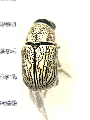 Pachybrachis lodingi