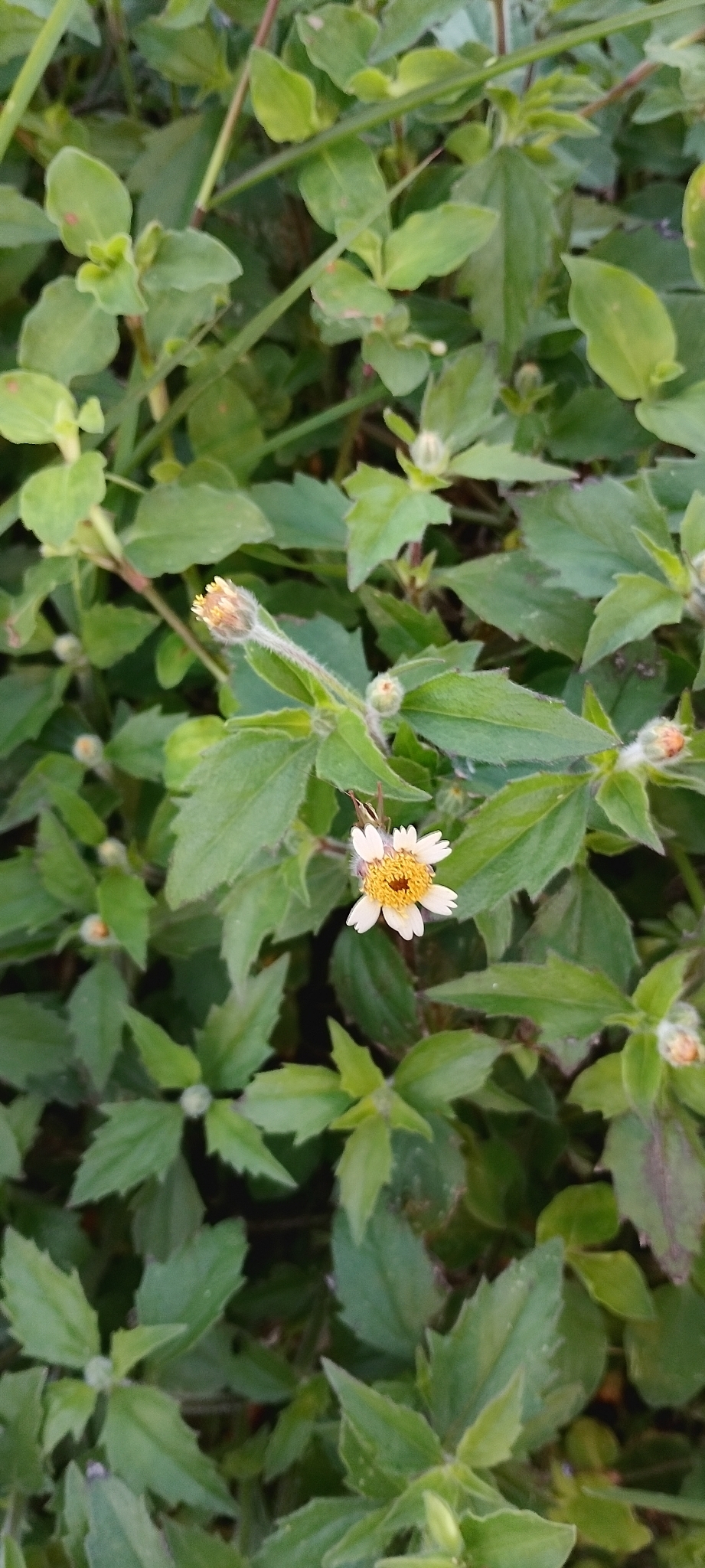 Tridax procumbens