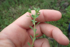 Euphorbia texana