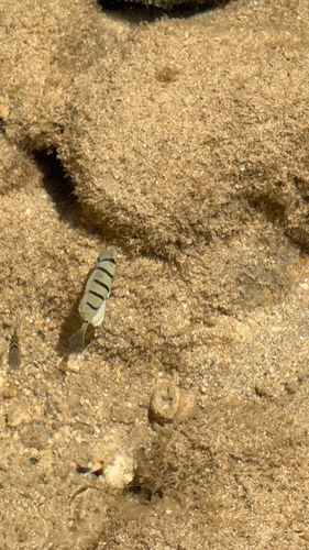 Acanthurus sandvicensis