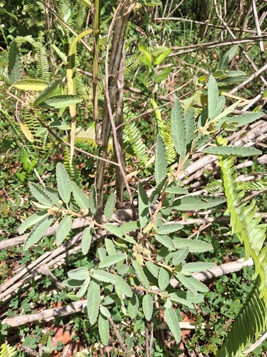 Corchorus hirsutus, photograph 5