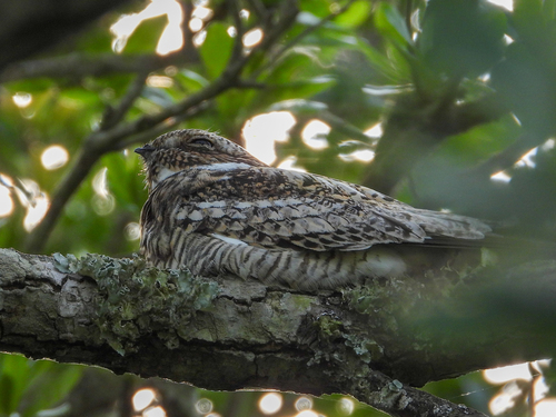 Common Nighthawk (Chordeiles minor), photo 4