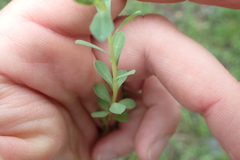Euphorbia texana