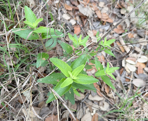 Brickellia cylindracea, photograph 2