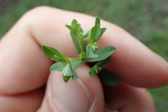 Euphorbia texana