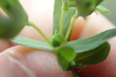 Euphorbia texana