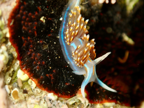 Hermissenda opalescens