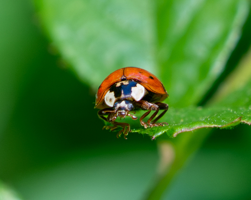 Asian Lady Beetle photographed in Virginia