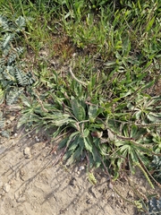Plantago serraria, photograph (c) ahabo, some rights reserved (CC BY)